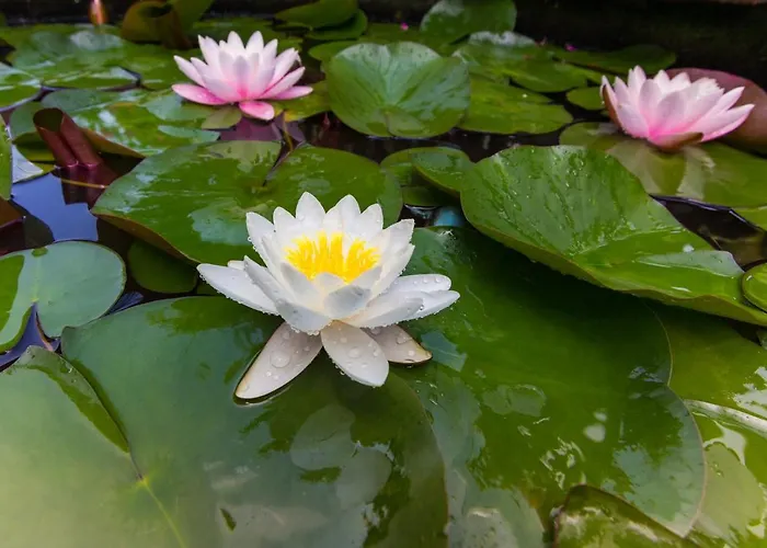 Sunny Dream 3* Carewo